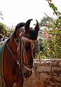 Marwari Horse 2